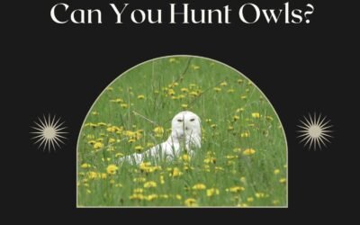 Can You Hunt Owls? Everything You Need to Know About Owl Hunting